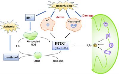 Reactive Oxygen Species Induce Fatty Liver and Ischemia-Reperfusion Injury by Promoting Inflammation and Cell Death